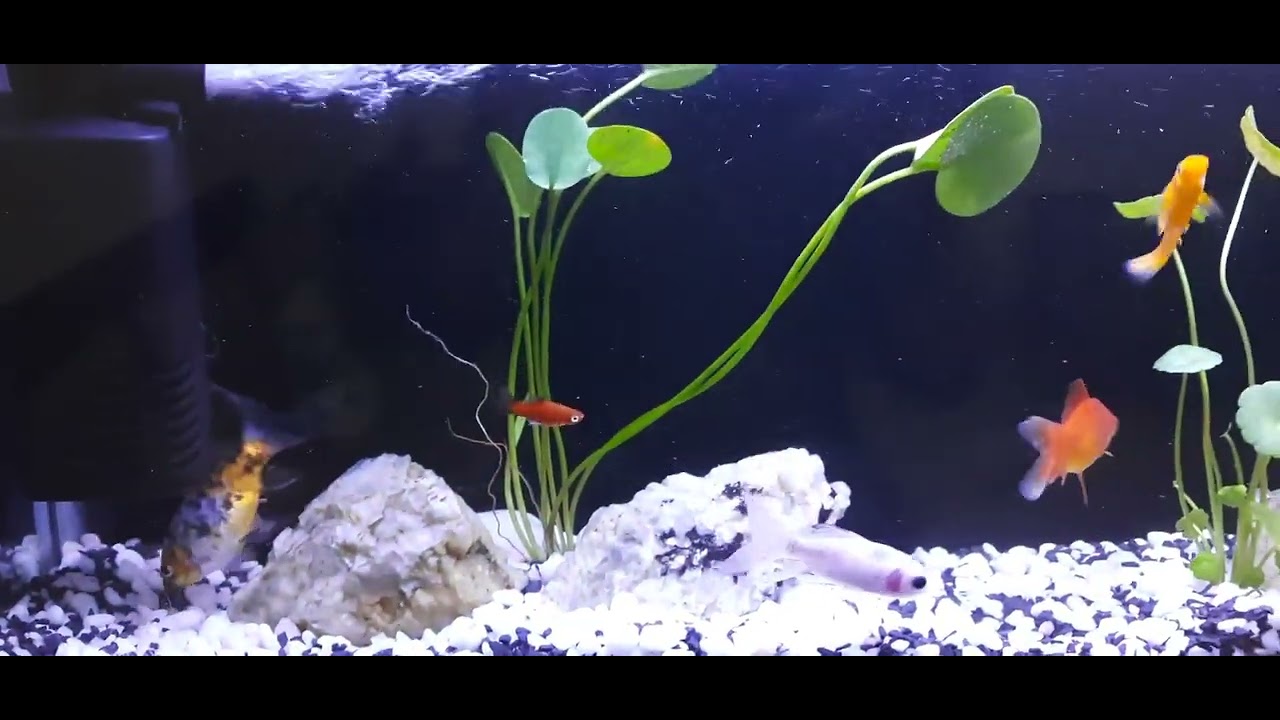 Aquarium