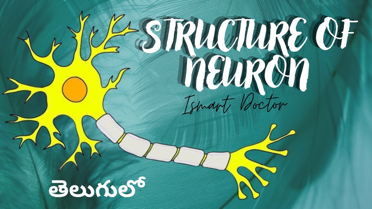 Neuron Structure Made Easy | Anatomy in Telugu