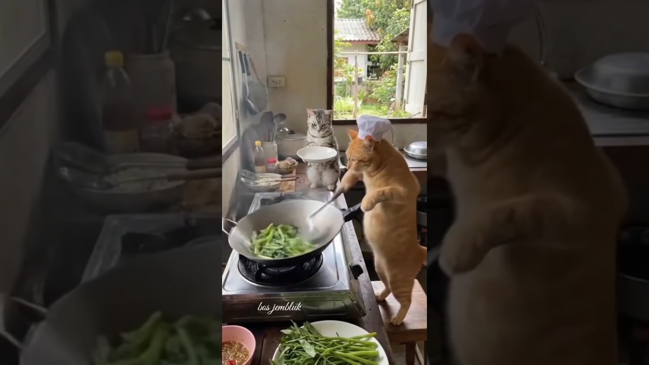 The cat is now a professional cook #cat #shorts