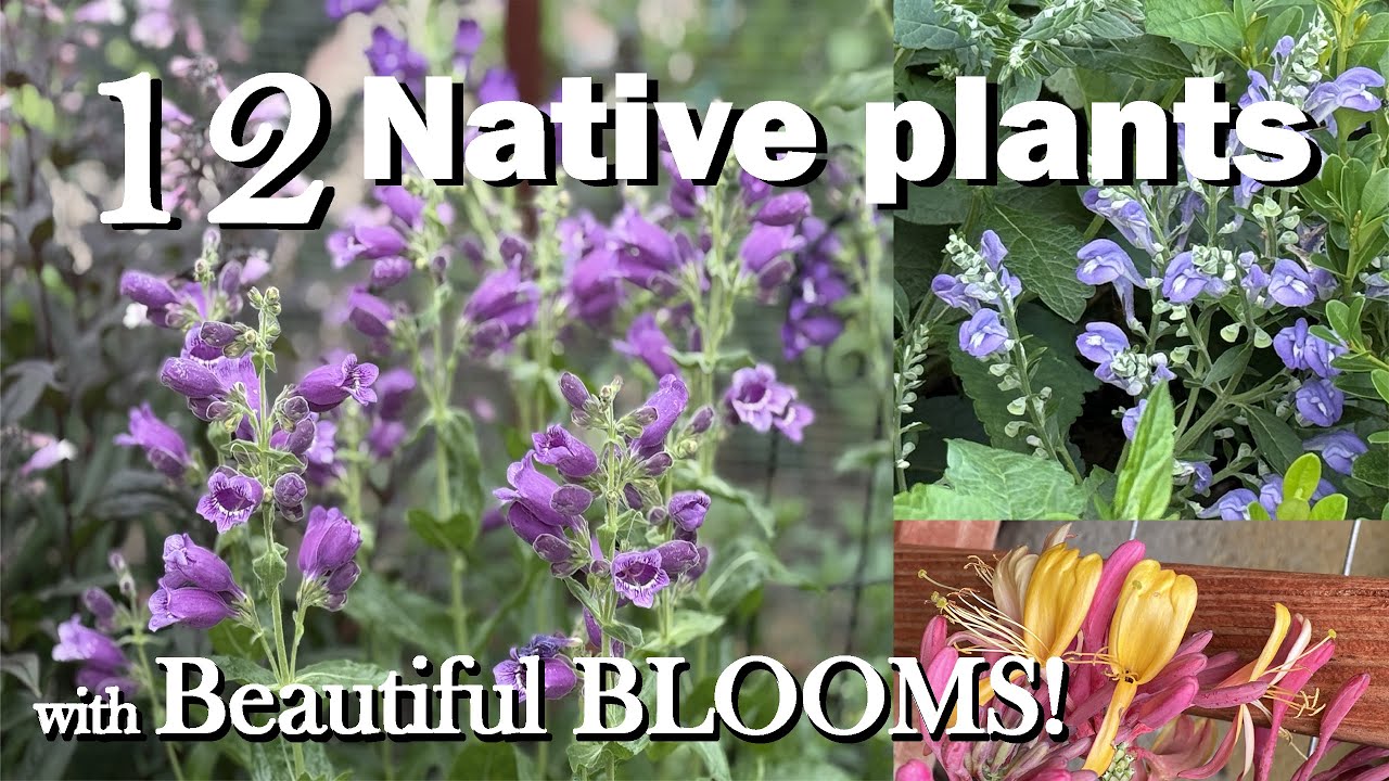 12 Native Plants with Beautiful Blooms! Perfect for your Cottage Garden in the Midwest