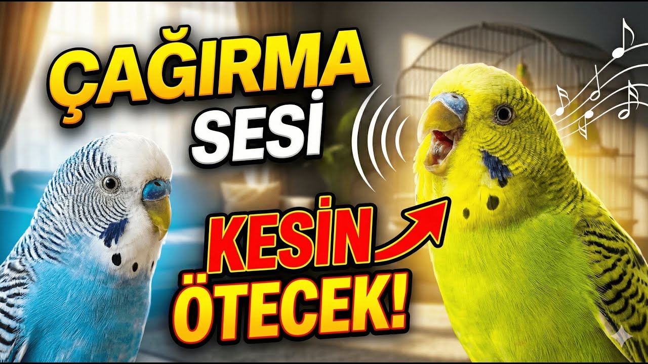 Muhabbet Kuşu Sesi, Muhabbet Kuşu Çağırma Sesi, Kaçan Kuşunuza dinletin geri gelsin