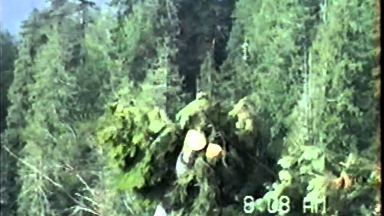 Logging Olympic Peninsula 2