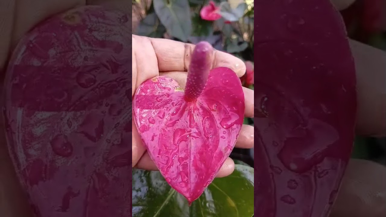 මේ තරම් ලස්සනද අනේ මේ මල්..... පැකේජ් අංක 674 අමතන්න 076 4051703 