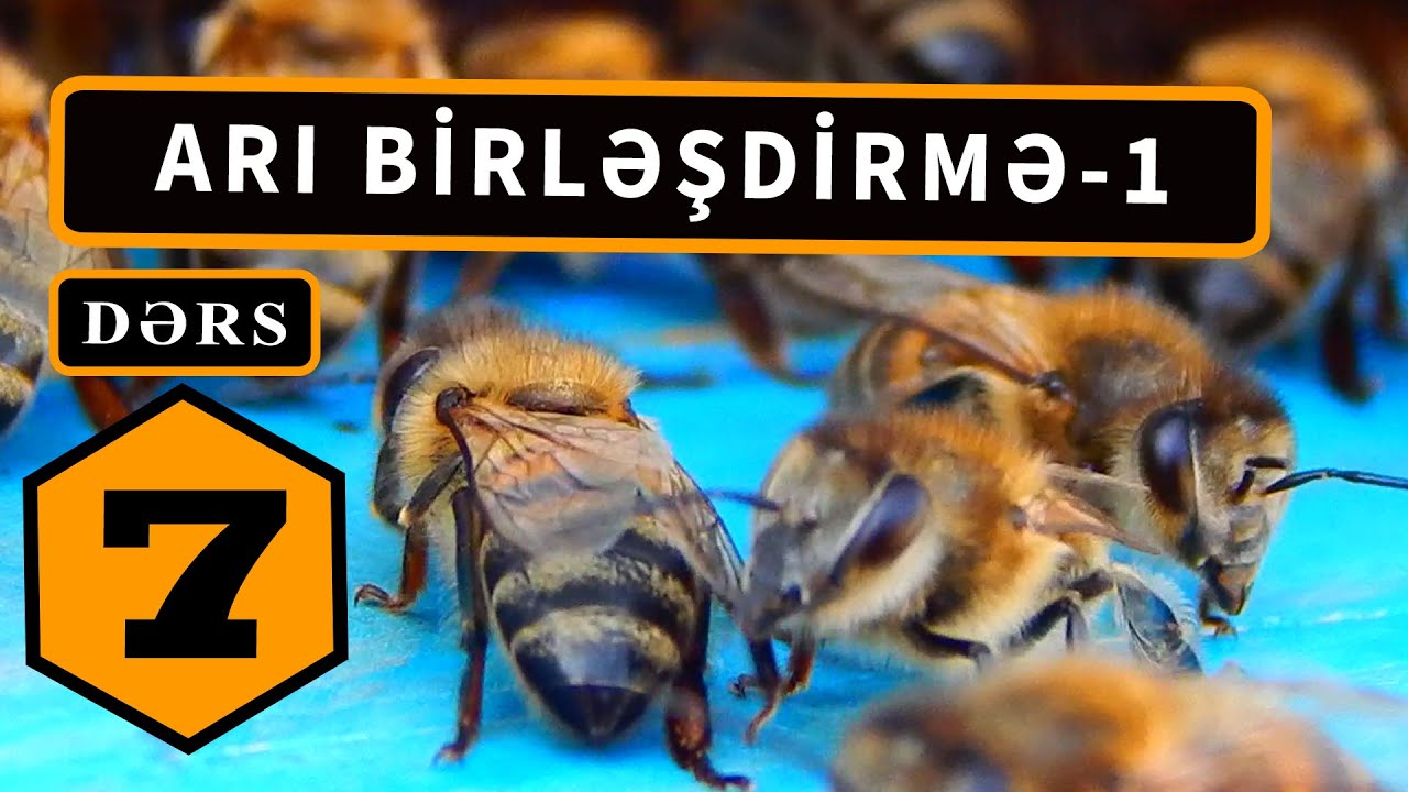 ARI BİRLƏŞDİRMƏ - 1. Sıfırdan Arıçılıq. DƏRS - 7