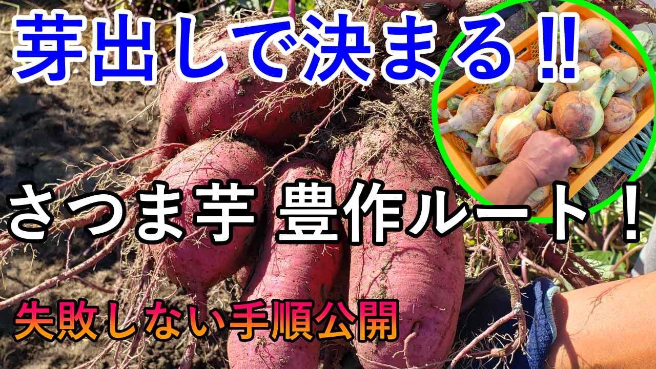 だれでも簡単！失敗しない「さつま芋の芽出し」完全ガイド｜家庭菜園のプロが解説