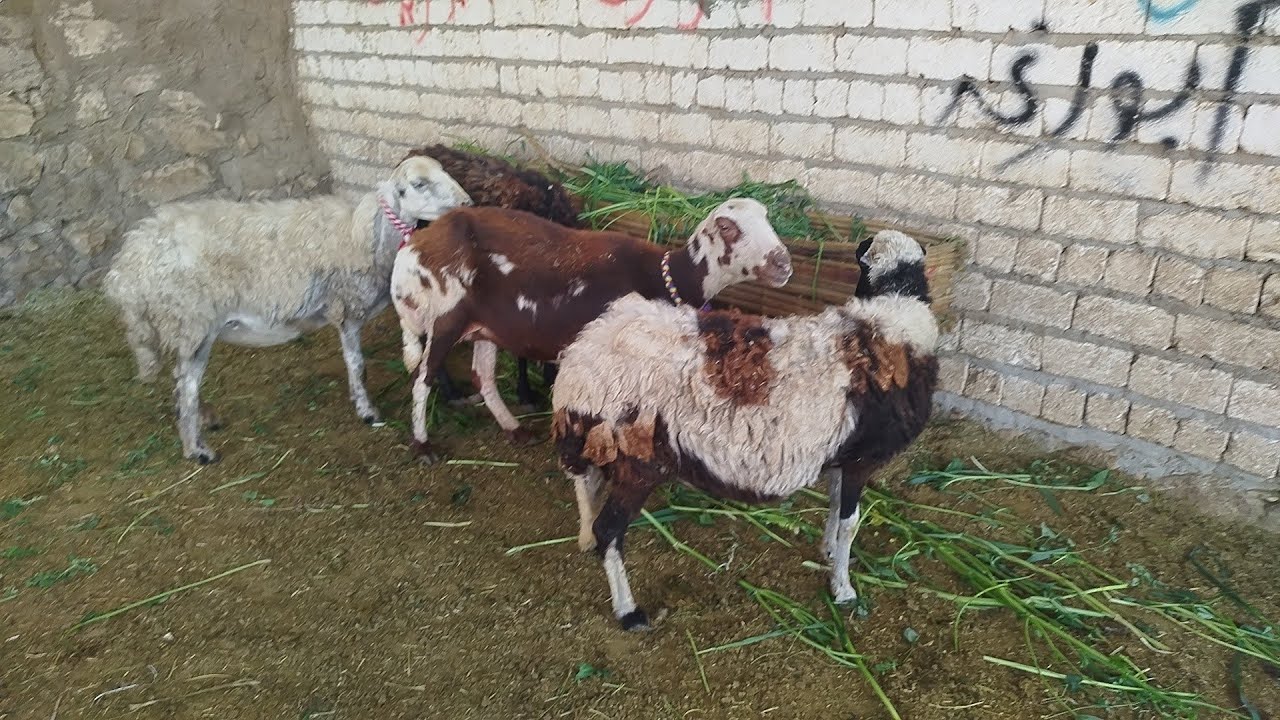 عروض النوادر (٤)غنامات عشر راوخي بردسي حر بسعر (٢٥٠٠٠)٠١١٥٧٧٩٠٦٠١)#عروض_بيع_الاغنام 