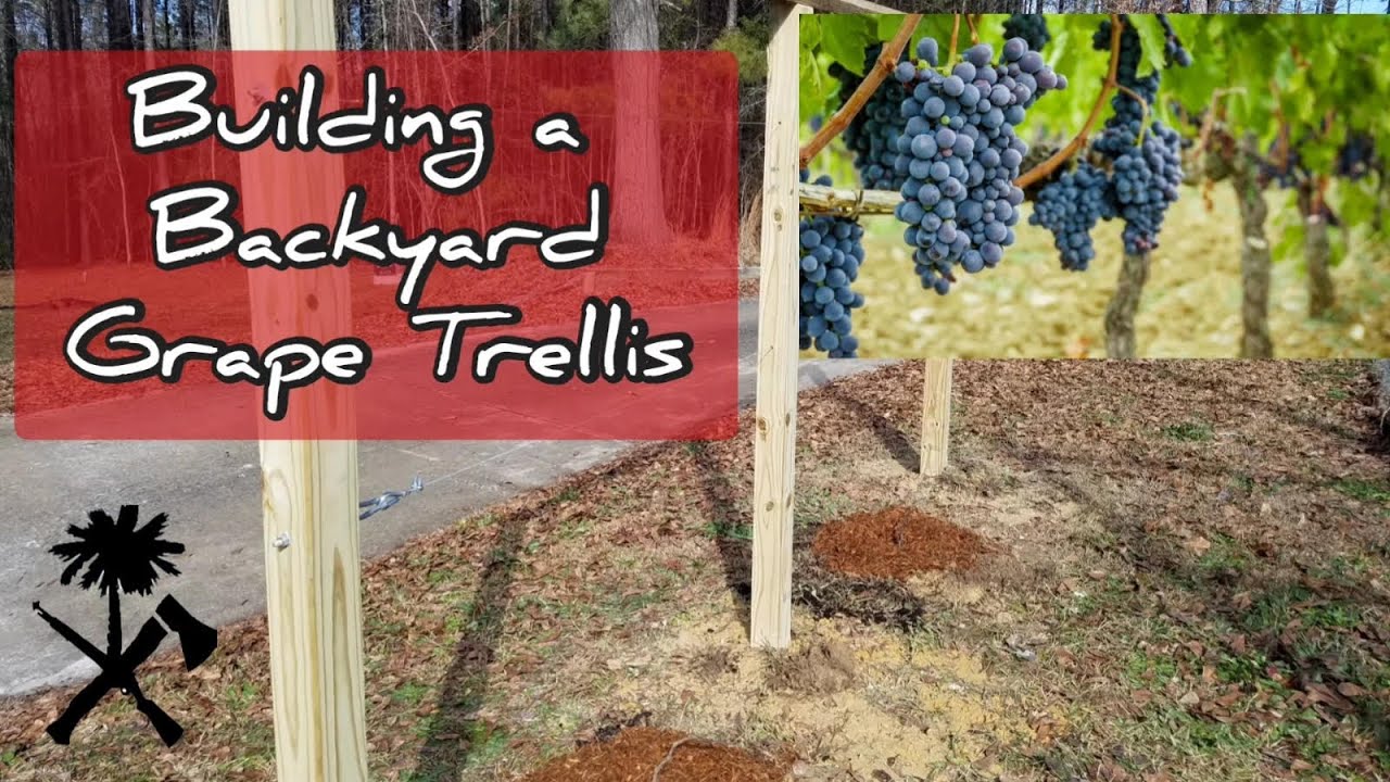 Homestead Project: Backyard Grape Trellis