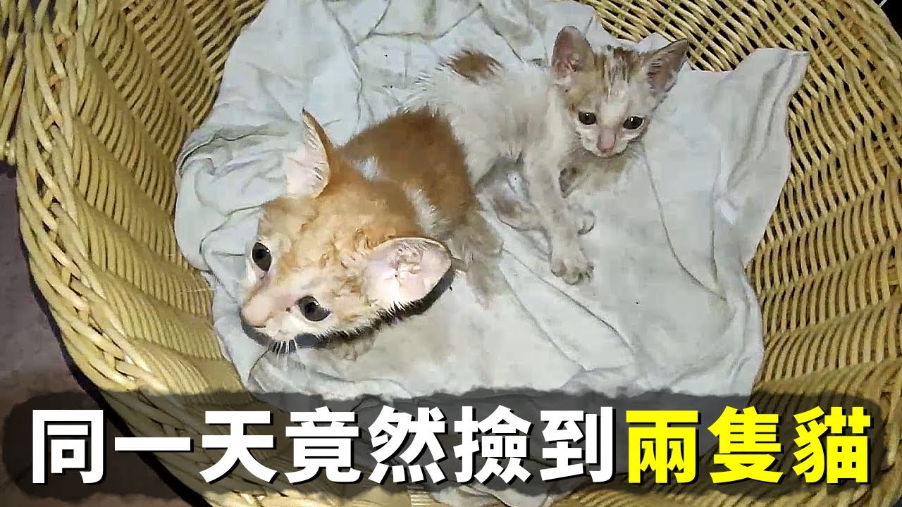 中午撿到一隻小貓，晚上又撿到一隻，應該是同一窩的吧！