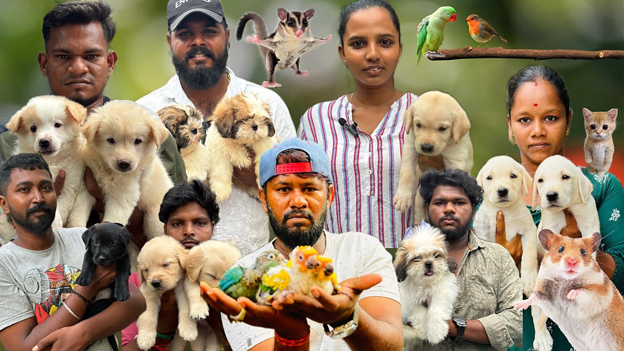 Sunday offer for Pets 🐕 | Chennai Open Pets Market Broadway Pets Market 2024