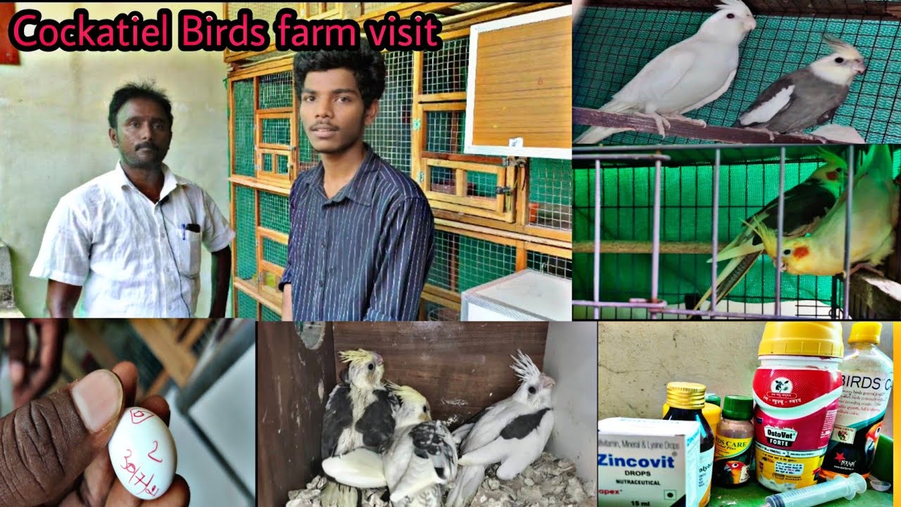 Birds farm visit in Kanchipuram/ cockatiel birds price /birds available for sale / beginners tips