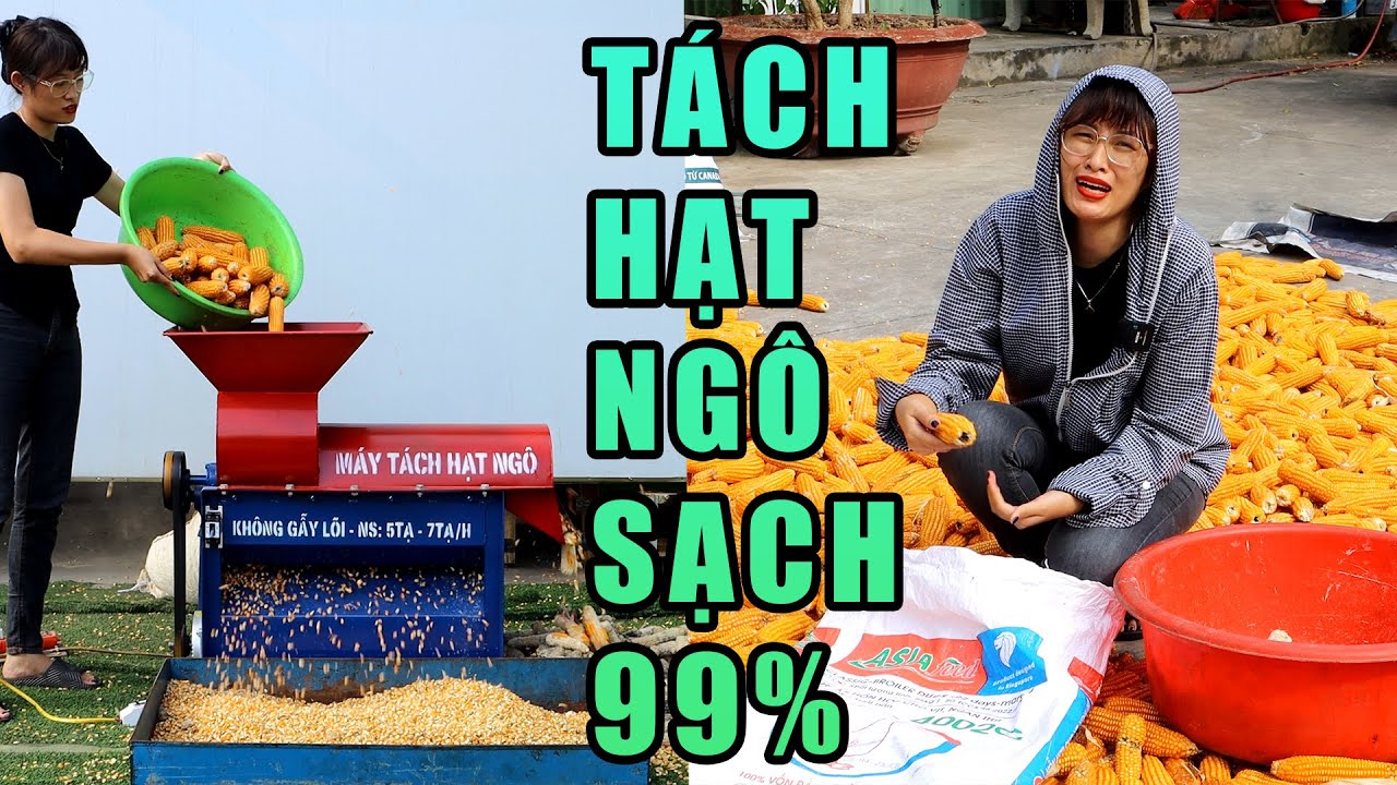 Máy Tách Hạt Ngô Không Gãy Lõi Năng Suất 7 Tạ Mỗi Giờ Sạch Đến 95%