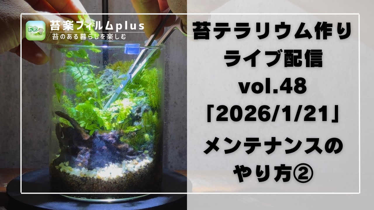 【メンテナンス会②】苔テラリウム作りLive 苔楽フィルムplus