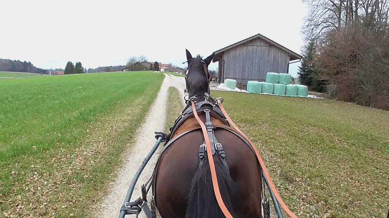 Galopp vor der Kutsche