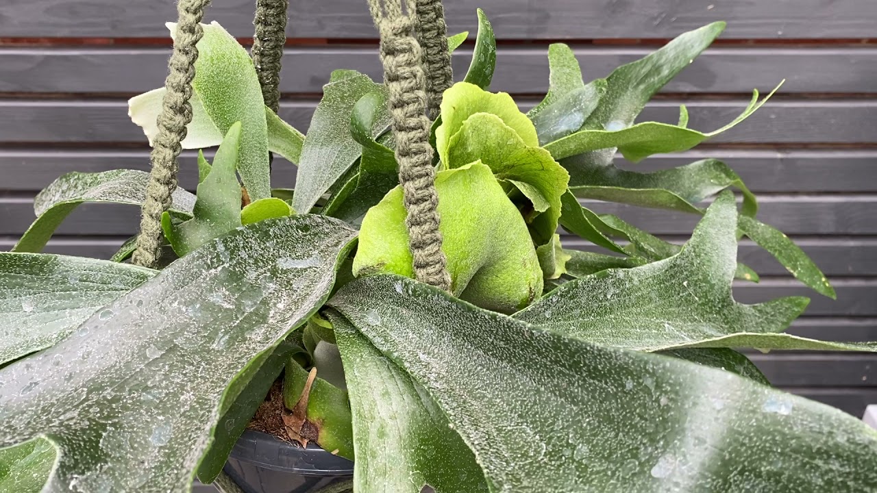 60cm Staghorn Fern Hanging | Platycerium Bifurcatum | 21cm Pot | 60cm Height