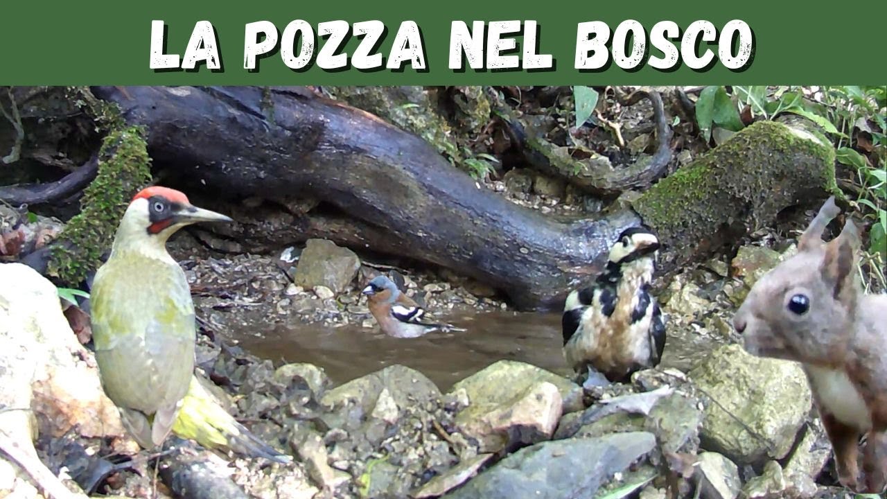 La Pozza Magica 🐦🐧🐈