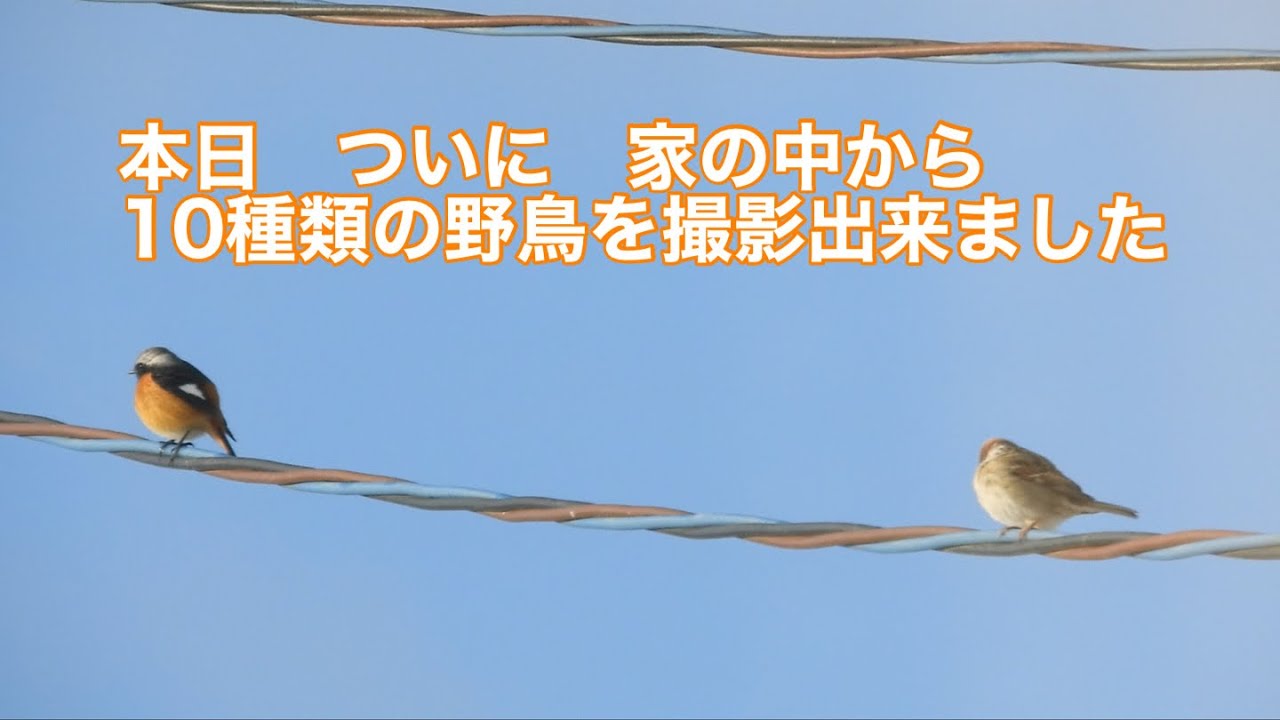 まるおの母　まるこの宿根草と低木の庭　2026 01 30 朝起きると、またまた銀世界。幸いすぐに雪は消えました。今日こそは❣️と意気込んで、外を見続け、やっと10種類の野鳥の撮影に成功しました🙌🙌
