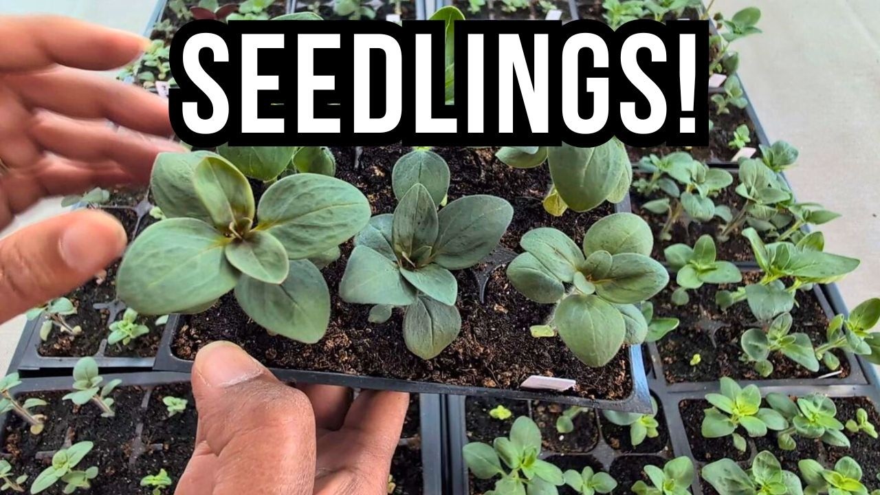 Сотни саженцев 🌱 Бюджетный способ выращивания растений (тур в марте)