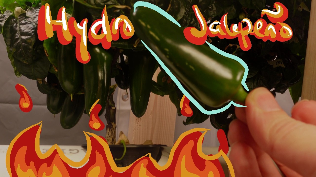 DIY Hydroponic Tower in January plus Pepper Tasting!