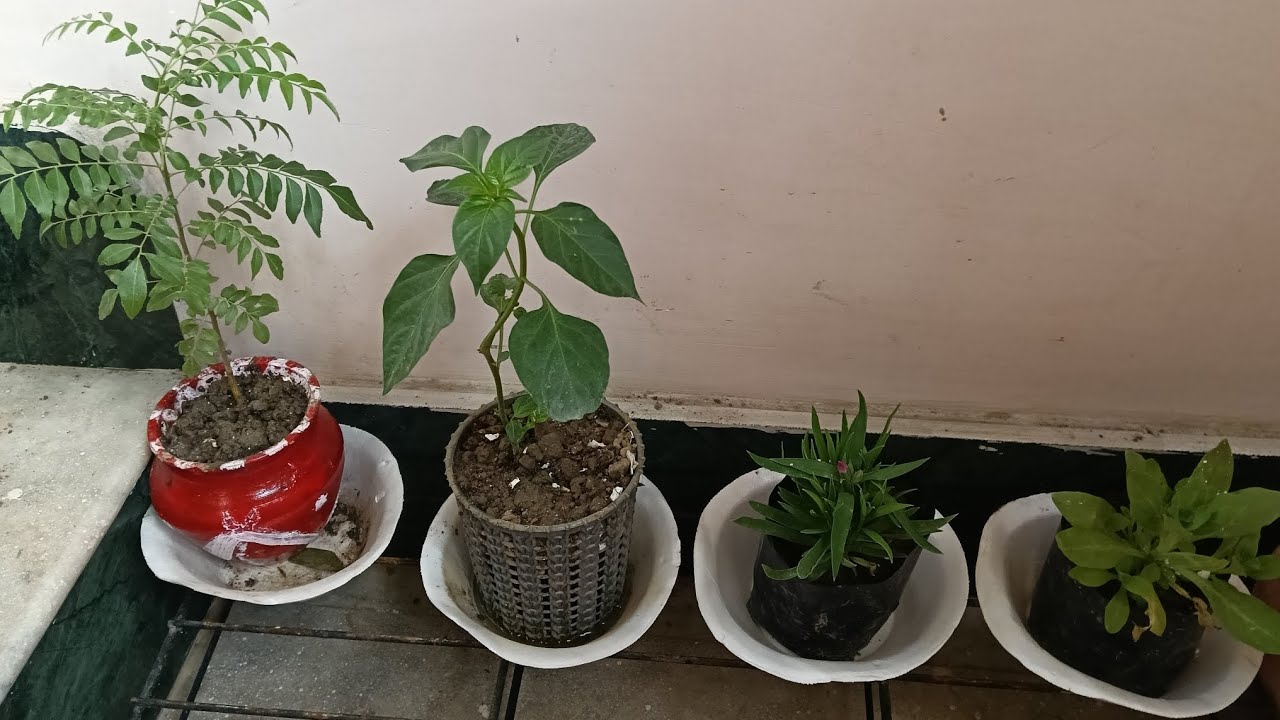 Curd fertilizer is the best for plant ☘️🪴