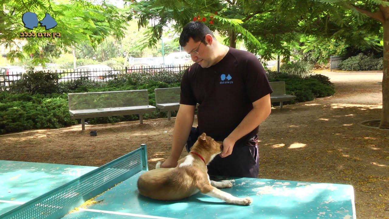 אילוף כלבים איך להרגיל כלב למגע