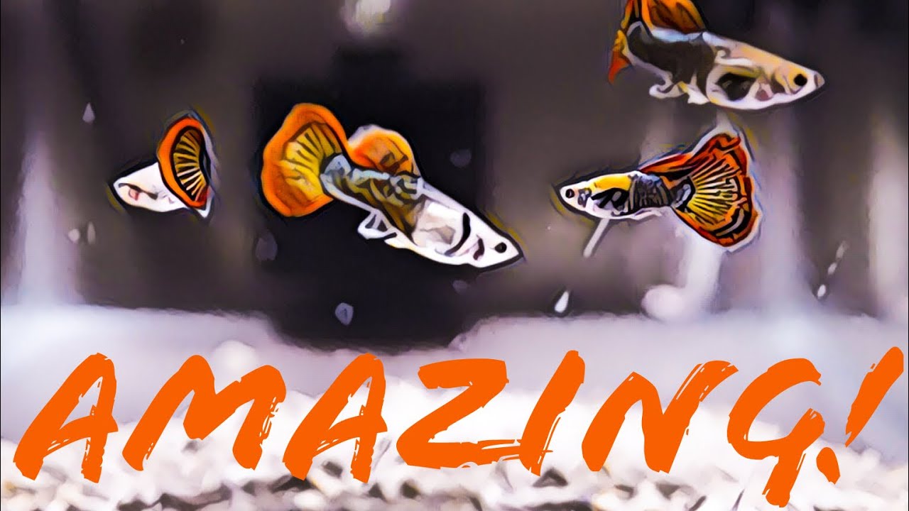 Species Spotlight : Super Dumbo Dragon Guppies