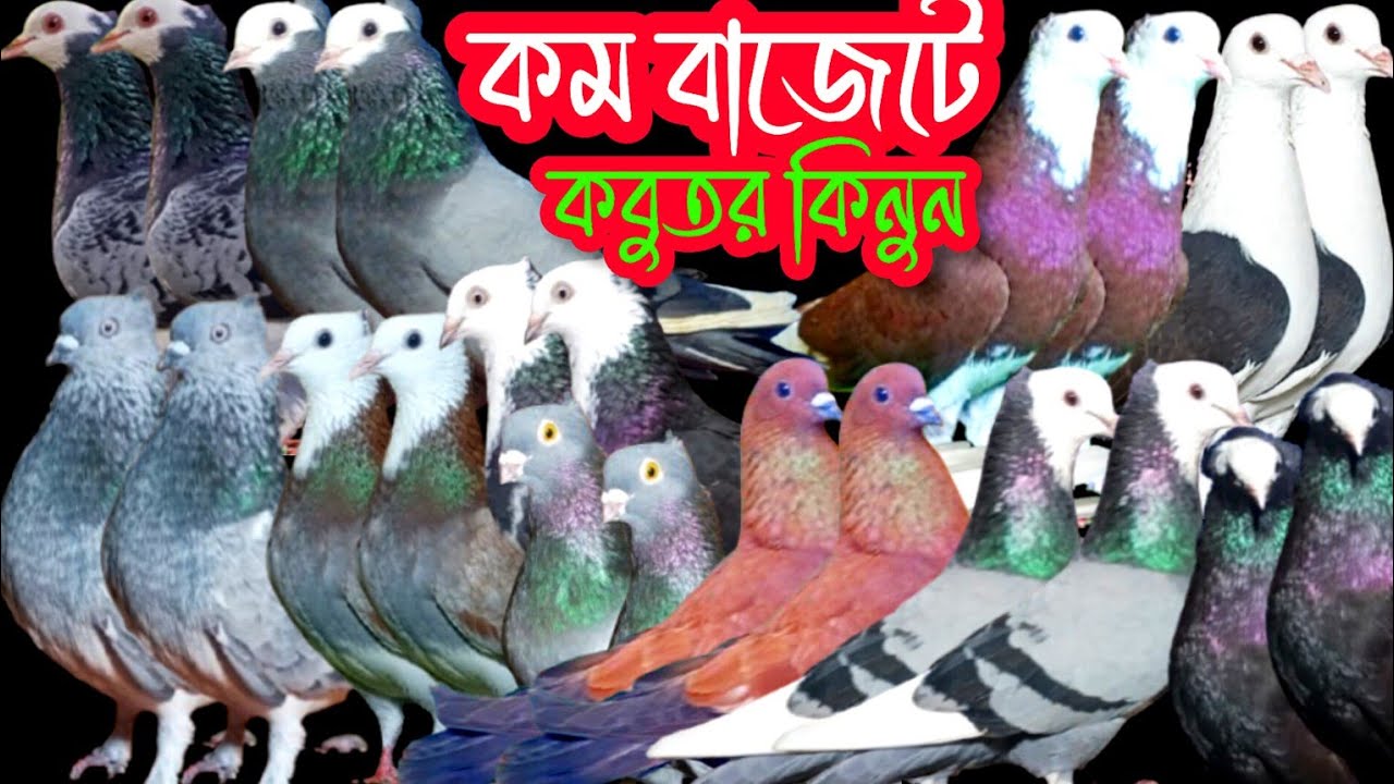 গররা সাটিন রাজগোল্লা বোম্বাইসহ বিভিন্ন ধরনের রংবেরঙের কবুতর বিক্রি হবে #কবুতর