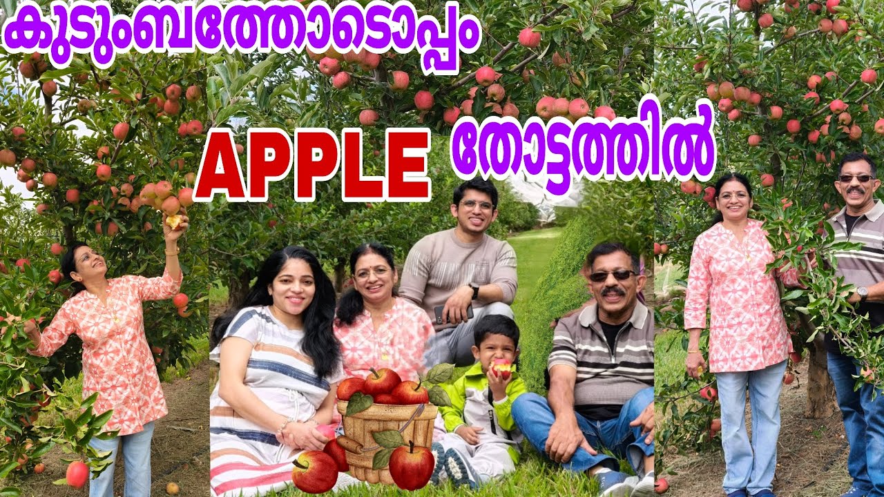 കുട്ടികളോടൊപ്പം ആപ്പിൾ തോട്ടത്തിലെ മധുര നിമിഷങ്ങൾ 😊ഹൃദയം നിറഞ്ഞ ഒരു ദിവസം 💚 #pazhamayuderuchi #apple