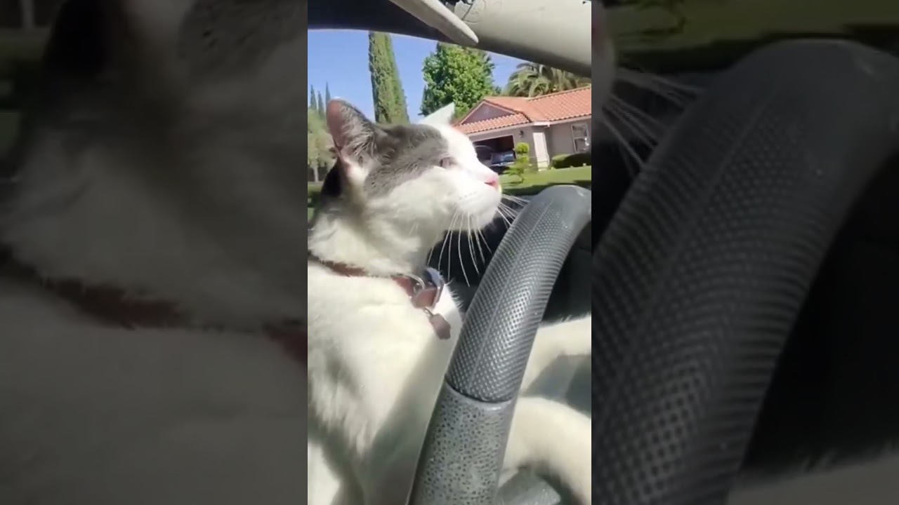 See full video #music #reggaeton #cat