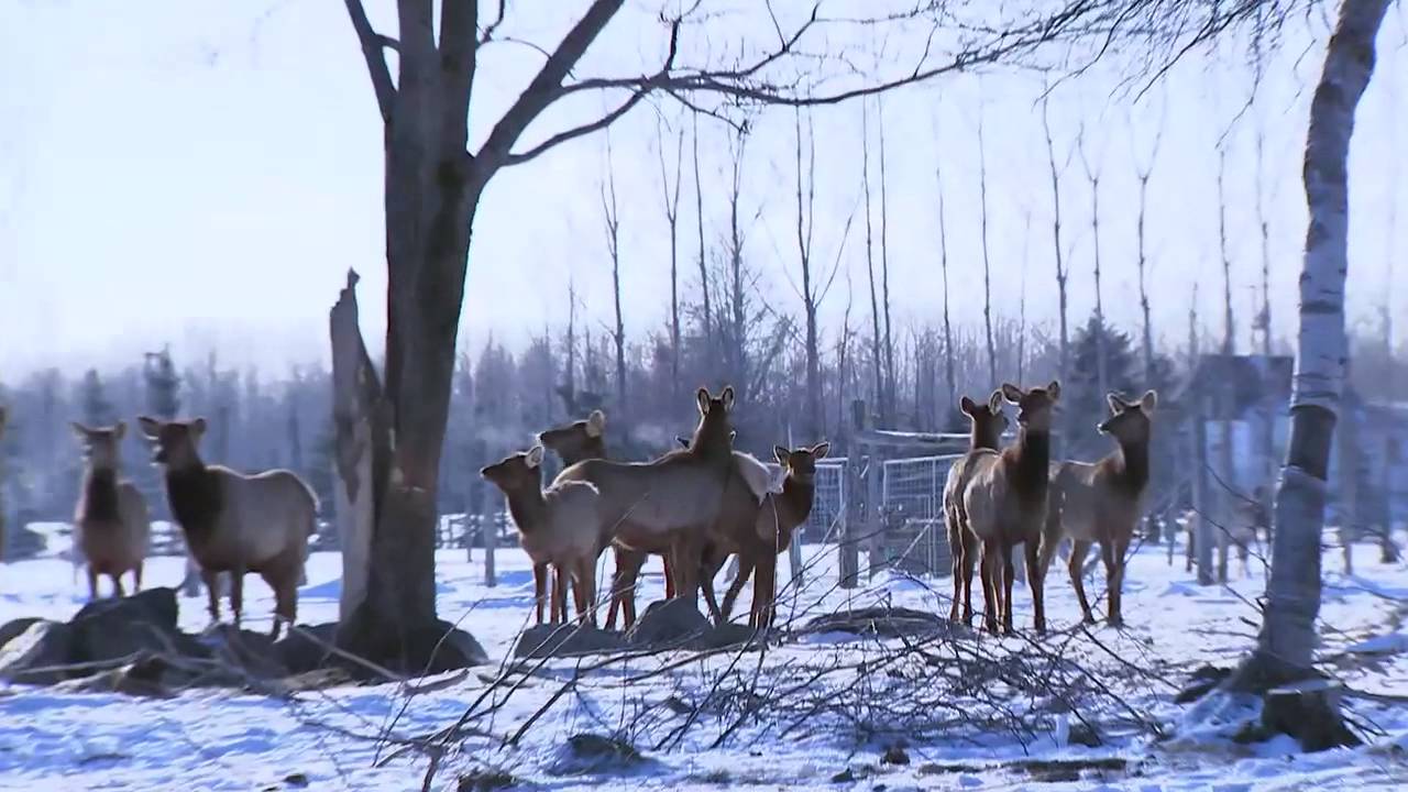 Ferme de Wapitis des Beaux Prés