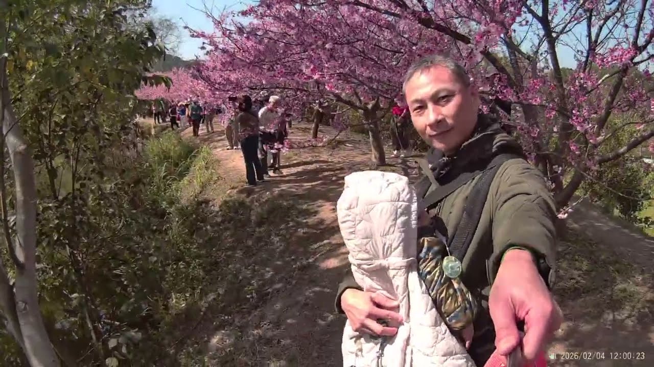 1150204關西櫻花秘境，新竹麻園街油菜花田