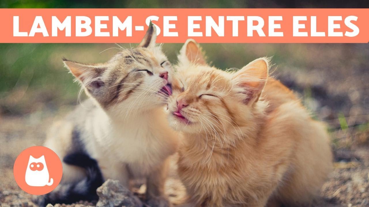 POR QUE os GATOS SE LAMBEM uns aos outros? - 6 causas