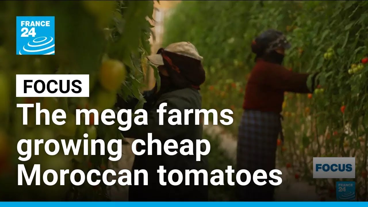 Inside the mega farms growing cheap Moroccan tomatoes &bull; FRANCE 24 English