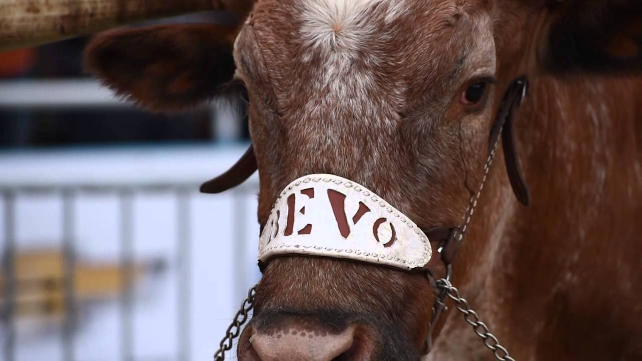 Bevo XIV tribute [Nov. 23, 2015]