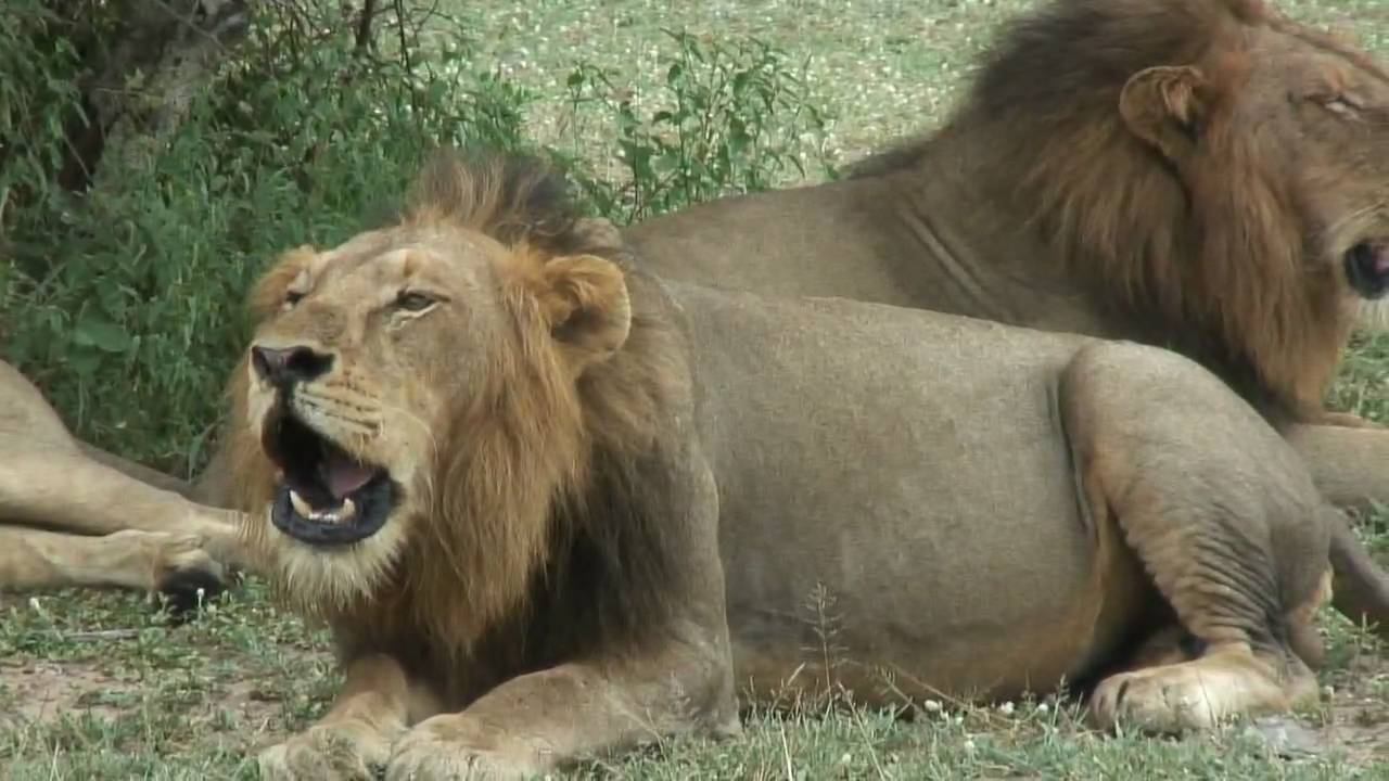 4 roaring male lions.mp4