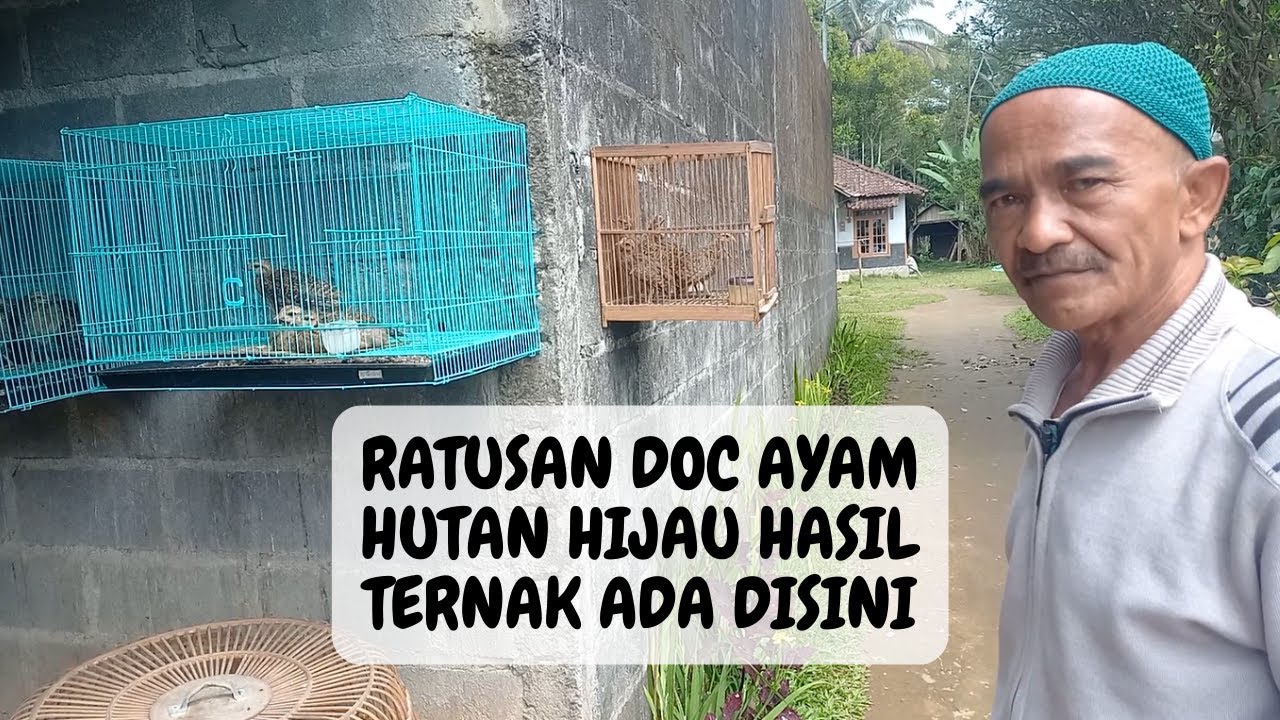 MELIMPAH....!!! PANEN DOC AYAM HUTAN HIJAU PAK WALUYO OVER KAPASITAS
