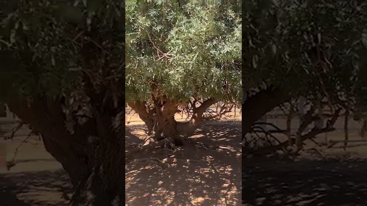 Sahabi Tree or the Tree of al-Buqayawiyya (The Blessed Tree) #sahabitree #tree #sahabi #reels #share
