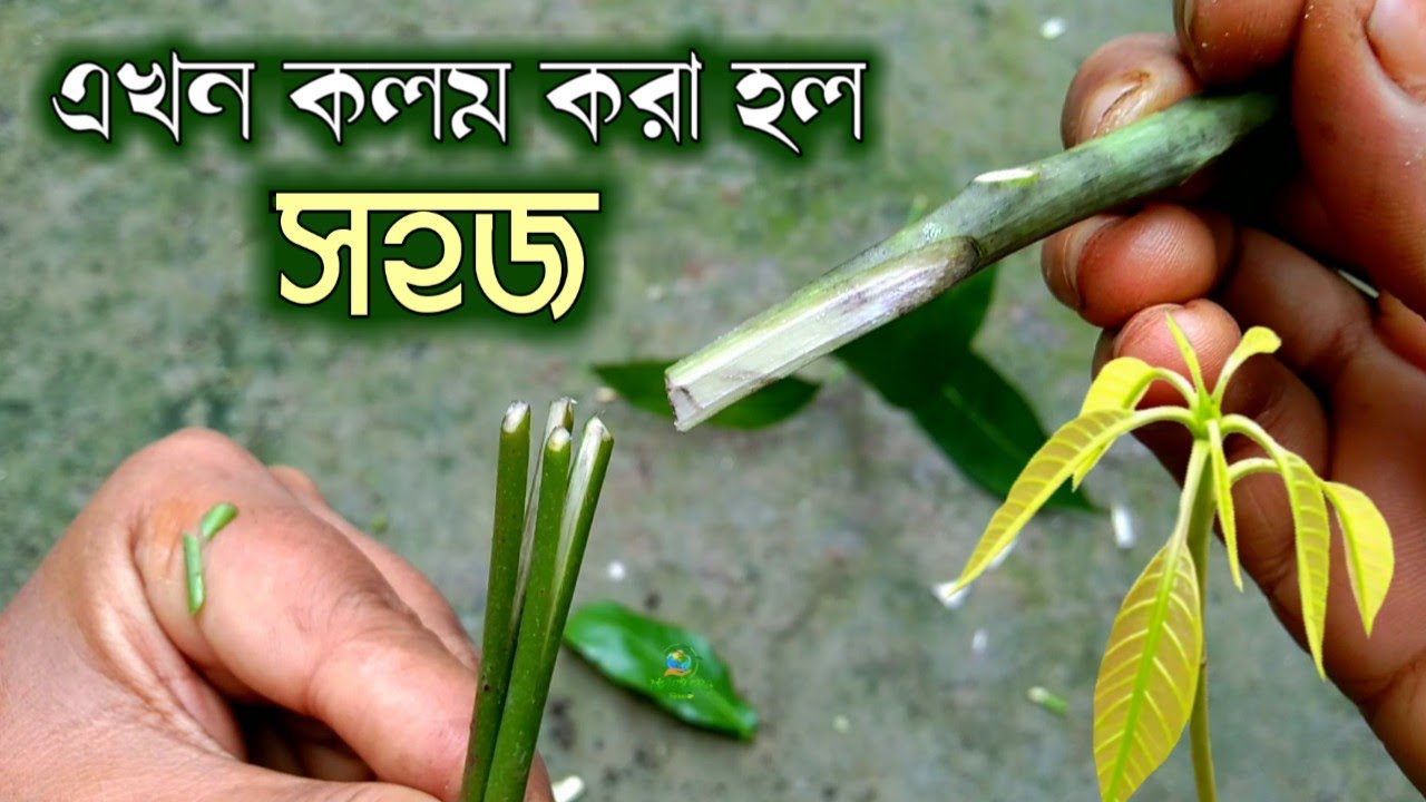 Amazing grafting new technique..(100% success result) /नर्सरी वाले ऐसे पा लेते हैं छोटे पौधों पर आम