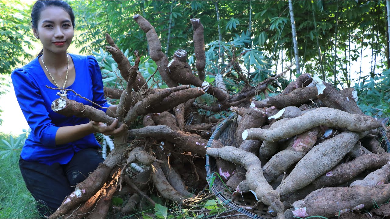 Fresh cassava in my homeland - Healthy fruit