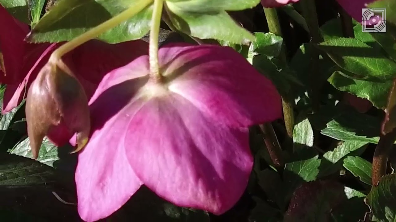 Bloeiend Landsmeer zoekt de eerste bloemen in maart 2026