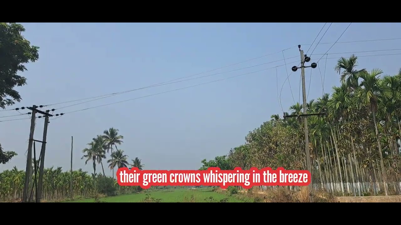 Beauty of betelnut trees in Karnataka