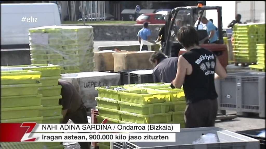 Nahi adina sardina Ondarroako portuan
