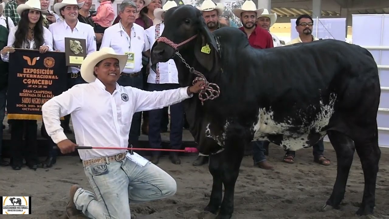 CONQUISTA ZUÑITURB 2 GRANDES CAMPEONATOS EN LA RAZA SARDO NEGRO MOCHO DURANTE  COMCEBÚ 2025.