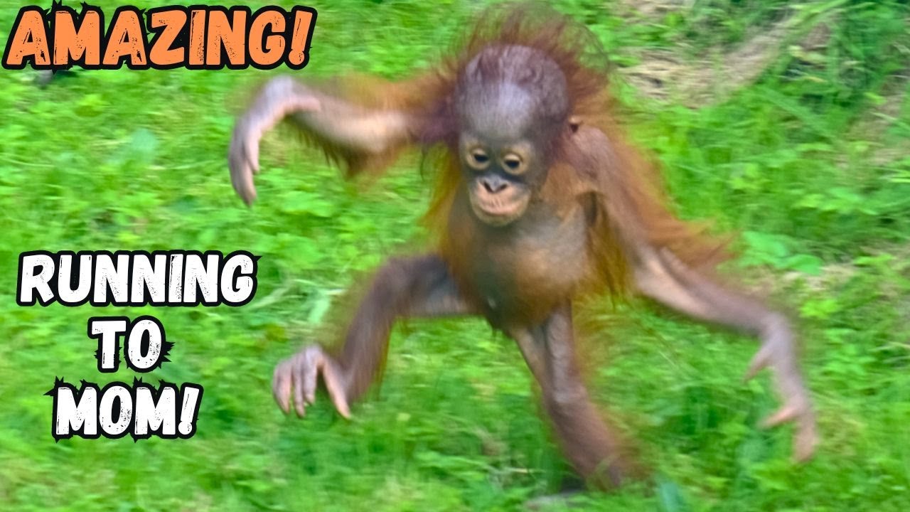 Amazing Baby Orangutan Runs On The Grass To Her Mother