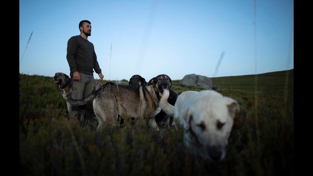 En Tierra de Todos. Historias de coexistencia con grandes carnívoros en España