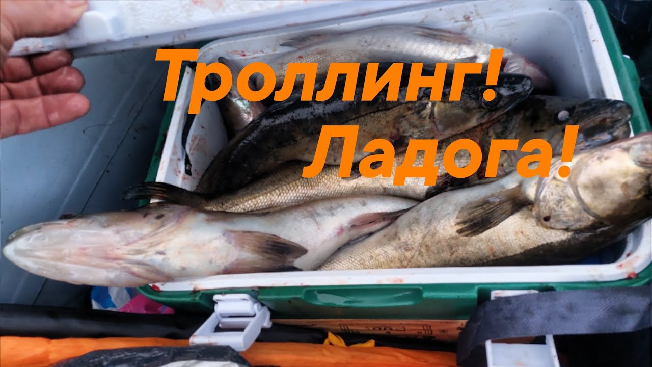 ТРОЛЛИНГ СУДАКА НА ЛАДОГЕ! Первый выезд!