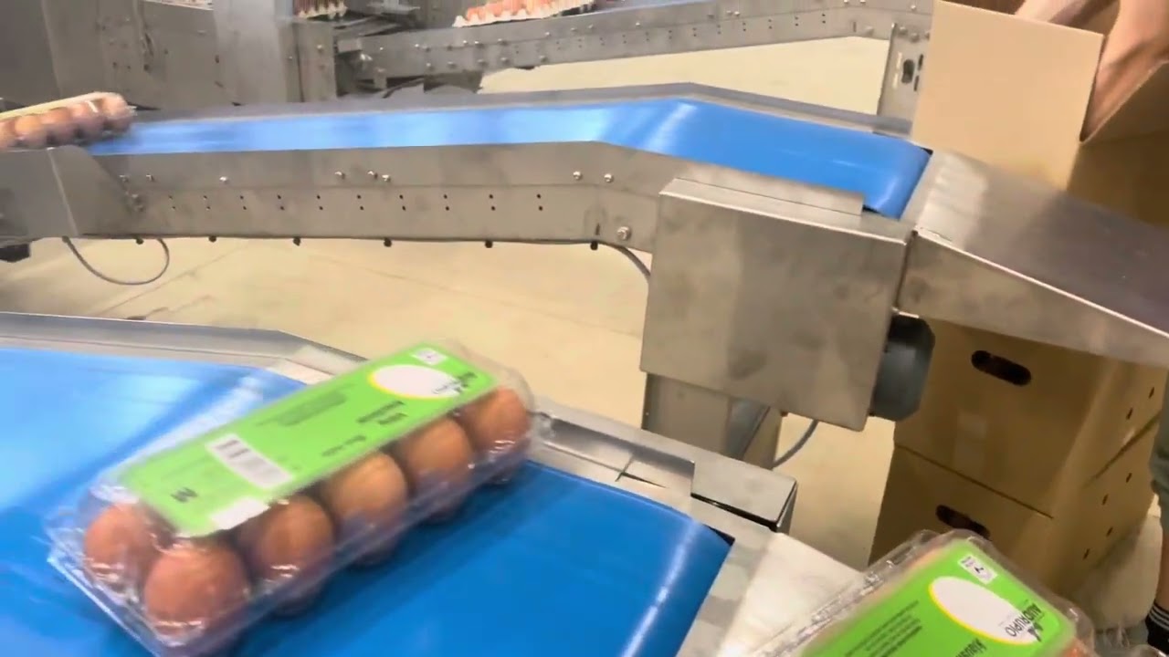 DAMTECH E-grader160-6 egg grader with Optipack 40 egg packers