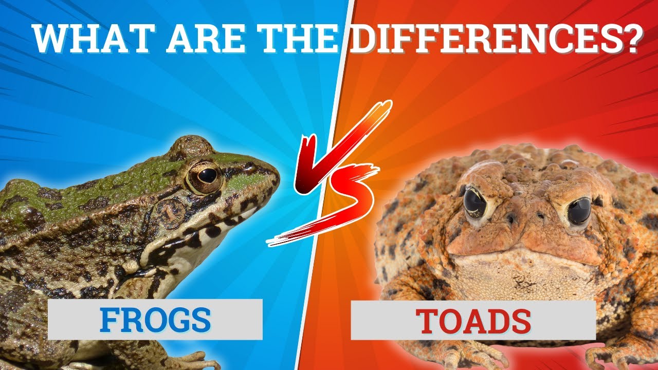 Лягушка и жаба: в чём разница? 🐸🐸