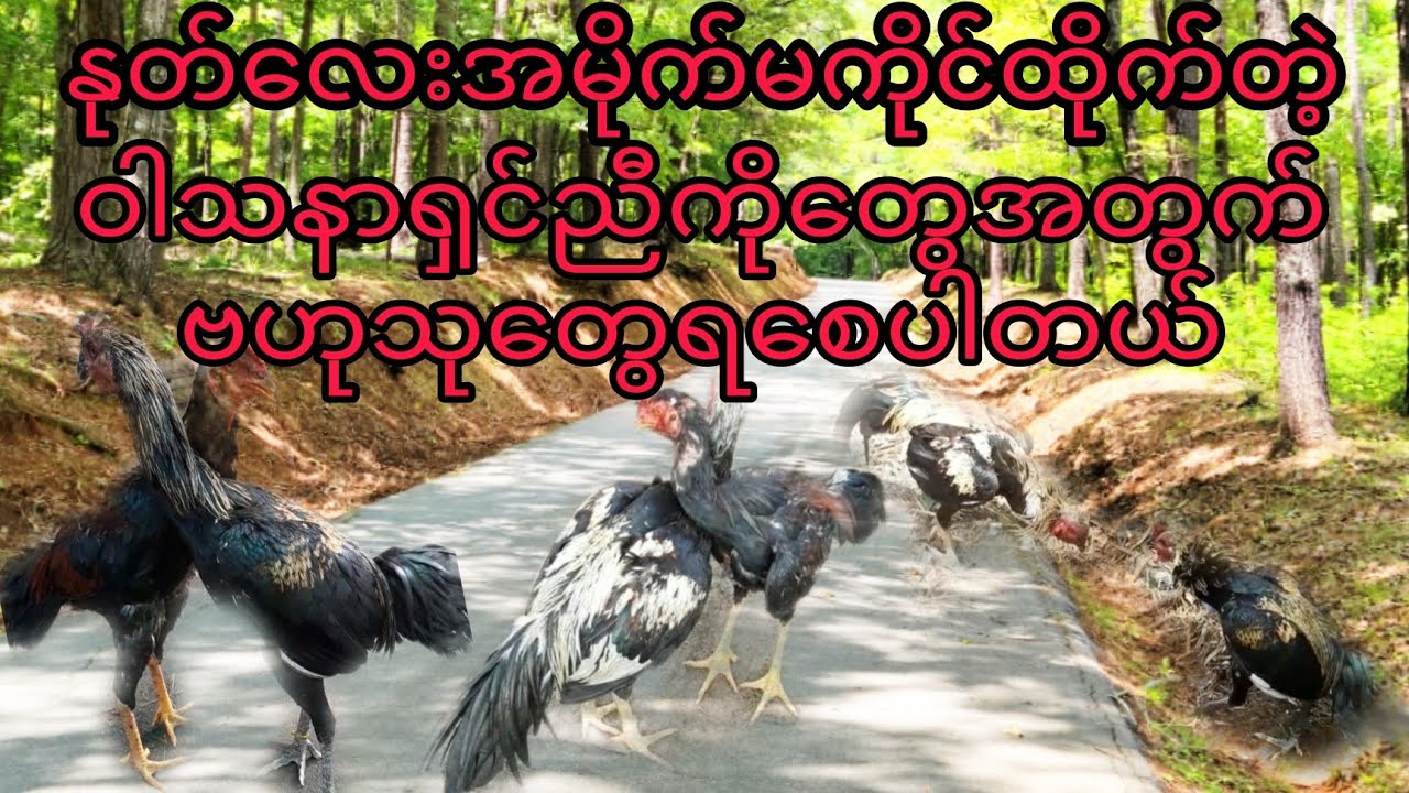 ႏုတ္​​ေလးအမိုက္​မကိုင္​ထိုက္​ညီကိုတို႔အတြက္​ဗဟုသုတျဖစ္​​ေစပါတယ္​