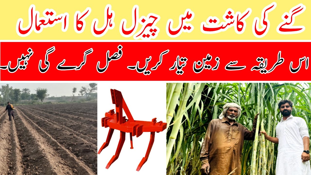 Land Preparation for Sugarcane | Importance of Chisel Plough for Deep Tillage & Higher Yield