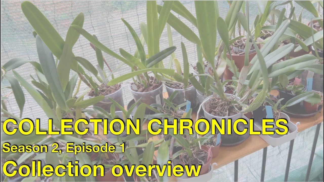 Collection Chronicles Season 2 Episode 1 | Collection Update | 3 Months outside